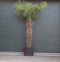 Chinese waaierpalm Trachycarpus Fortunei 180 cm stamhoogte