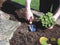 C.K G5730 Tuinschepje Zonder accu