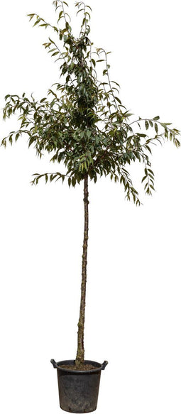 Tibetaanse sierkers | Prunus serrula 10-14 cm | Bomenbezorgd.nl