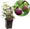 Ficus carica Brown Turkey | vijgenstruik | Ø 18 cm