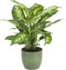 Combibox kamerplanten met Bergamo sierpot in trendy kleuren – ↨ 25cm – ⌀ 12cm