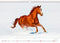 C152-24 Kalender 2024 Wilde paarden