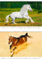 C152-24 Kalender 2024 Wilde paarden