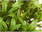 Decoratieve plant Plastic 18 x 35 x 16 cm (6 Stuks)