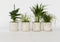 Plant in a Box - Mix van 4 diervriendelijke planten - Luchtzuiverende groene kamerplanten - Pot 12cm - Hoogte 20-40cm