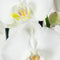 Phalaenopsis Wit – ↨ 60cm – ⌀ 12cm