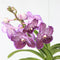 Plant in a Box - Vanda Lilac Beauty - Paars - Hoogte 85-95cm