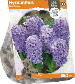 Hyacinthus Blue Tango (Sp) per 3