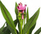 Plant in a Box - Curcuma 'Al Siam Supreme' - Set van 4 - Kurkuma - Bloeiende kamerplanten - Pot 13cm - Hoogte 40-60cm