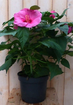 Newbiscus roze