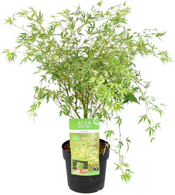 Plant in a Box - Acer palmatum 'Butterfly' - Japanse Esdoorn -Winterhard - Tuinplant - Pot 19cm - Hoogte 50-60cm