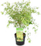 Plant in a Box - Acer palmatum 'Butterfly' - Japanse Esdoorn -Winterhard - Tuinplant - Pot 19cm - Hoogte 50-60cm