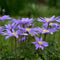 Plant in a Box - Anemone Blue Shades x45 - Griekse windbloem - Winterharde bloembollen voor tuin, terras of balkon