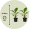 Plant in a Box - Musella lasiocarpa - Fruitboom - Set van 2 - Pot 9cm - Hoogte 25-40cm