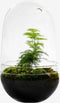 Growing Concepts DIY Duurzaam Ecosysteem Egg Large - Planten - Asparagus - H30xØ18cm