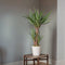 Plant in a Box - Yucca Elephantipes - Stevige kamerpalm - Gemakkelijke kamerplant - Pot 27cm - Hoogte 150-170cm