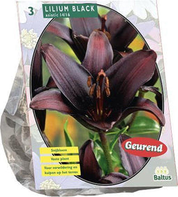 Lilium (Lelie) bloembollen - Black - 2 x 3 stuks