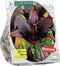 Lilium (Lelie) bloembollen - Black - 2 x 3 stuks