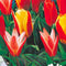 Baltus - Bollen Tulipa Greigii mix 15 stuks