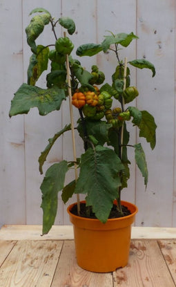Solanum Sons