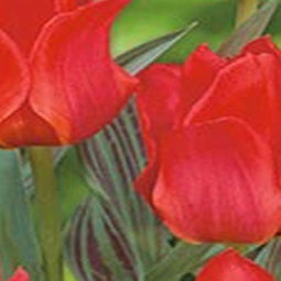 2 stuks - JUB - Tulipa Greigii rood 20 bollen