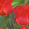 2 stuks - JUB - Tulipa Greigii rood 20 bollen