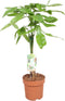 Goed & Groen - Combipakket - Dracaena Diamond Dream en Steudneri en Pachira aquatica (multistam en gevlochten stam) -↨ 55cm - Potmaat 17 - Kwaliteit Planten - Kamer Plant - Kamerplanten - Sfeer