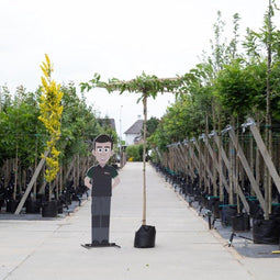 Moerbei vierkant dak 200-220 cm stamhoogte | Morus a. 'Fruitless' 6-10 cm 200-220 cm| Bomenbezorgd.nl