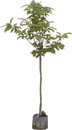 Tamme kastanje Dorree de Lyon | Castanea sativa 'Dorree de Lyon' 10-14 cm | Bomenbezorgd.nl