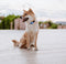 MINI DOG Tickless - Black - Anti Teek - Herlaadbaar