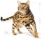 Royal Canin Bengal Adult - Kattenvoer - 2 kg