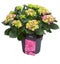 Goed & Groen - Decorum Hydrangea Bol Pink 7 - 12 kop - ↨ 40cm - Potmaat 23 - Exclusieve Kwaliteit Planten - Kamer Plant - Kamerplanten - Sfeer - Interieur
