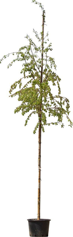 2 stuks! Ruwe berk Betula pendula h 250 cm st. omtrek 8 cm boom