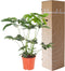 Philodendron Green Wonder