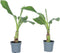 Plant in a Box - Musella lasiocarpa - Fruitboom - Set van 2 - Pot 9cm - Hoogte 25-40cm