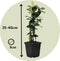 Plant in a Box - Mix van 3 Jasmijn klimplanten - Trachelospernum jasminoïdes tuinplanten - Pot 9cm - Hoogte 25-40cm