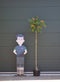 Perzische slaapboom Albizia julibrissin h 212,5 cm st. omtrek 7 cm