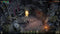 Kalypso Media Disciples: Liberation - Deluxe Edition - PS4 - 80+ uur singleplayer campagne