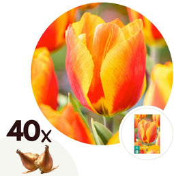 Plant in a Box - Tulipa Flair - Tulpenbollen x40 - Bloembollen voor Tuin, Terras of Balkon