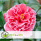 Plant in a Box - Camellia Volunteer - Set van 2 - Middelgrote struik - Bloeit grote roze bloemen - Pot 13cm - Hoogte 25-40m