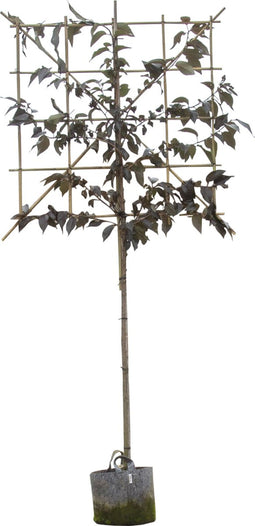 2 stuks! Rode Japanse sierkers leiboom 150 cm Prunus serrulata Roya...