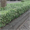 Plants by Frank | 1 strekkende meter bonte Kardinaalsmuts heg | 6x Euonymus fortunei 'Emerald Gaiety' Ø12 cm - 20 cm | winterharde haagplanten | Groenblijvende haag | Tuinplanten | Planten