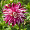 Plant in a Box - Dahlia Vancouver - Set van 3 - Dahliaknollen Dinner-plate - Prachtige zomerbloeier - Bloembollen