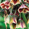 2 stuks - JUB - Allium (nectaroscordum) siculum 25 bollen
