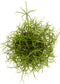 Goed & Groen - Rhipsalis cashero - ↨ 20cm - Potmaat 12 - Kwaliteit Planten - Kamer Plant - Kamerplanten - Sfeer