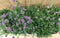 Lavendel Hidcote 10 potjes per tray kleur paars