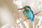 Customize it - Tuinschilderij ijsvogel tak 70x50cm