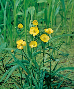 Ranunculus flammula P9