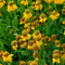 Helenium bigelovii 'The Bishop' | 1 stuk | Bloeiende vaste plant | bloemenpracht in de zomer | 11x11 cm Kwekerspot