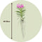 Plant in a Box - Vanda Magic XXL - Roze - Hoogte 90cm